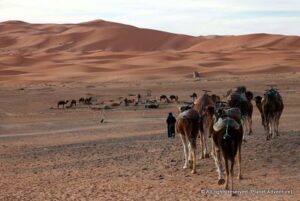 agafay camel ridding