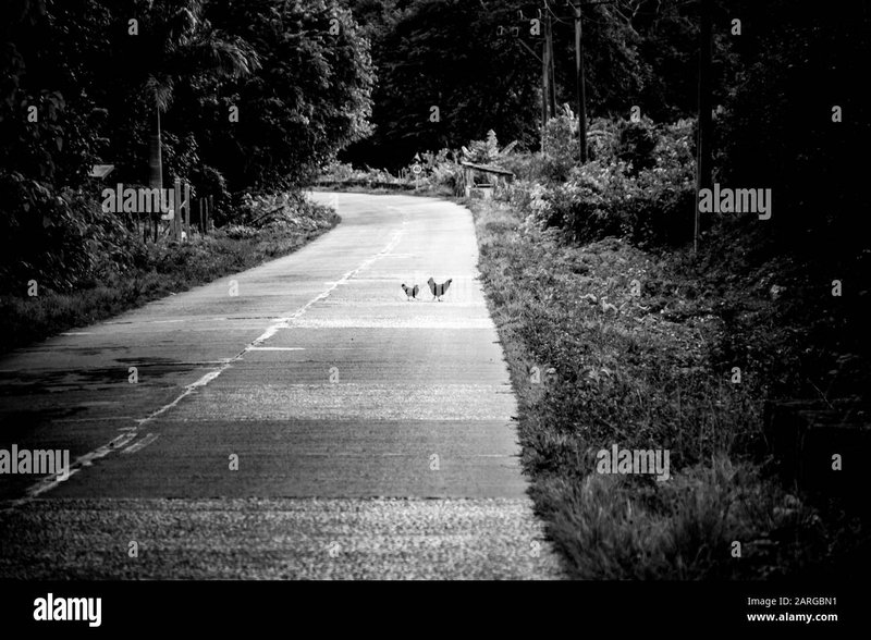 Chicken road, chicken road casino
